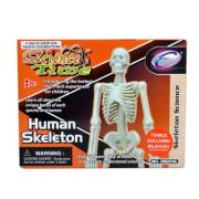 Sunman Bilim Seti : İnsan İskeleti S00028206